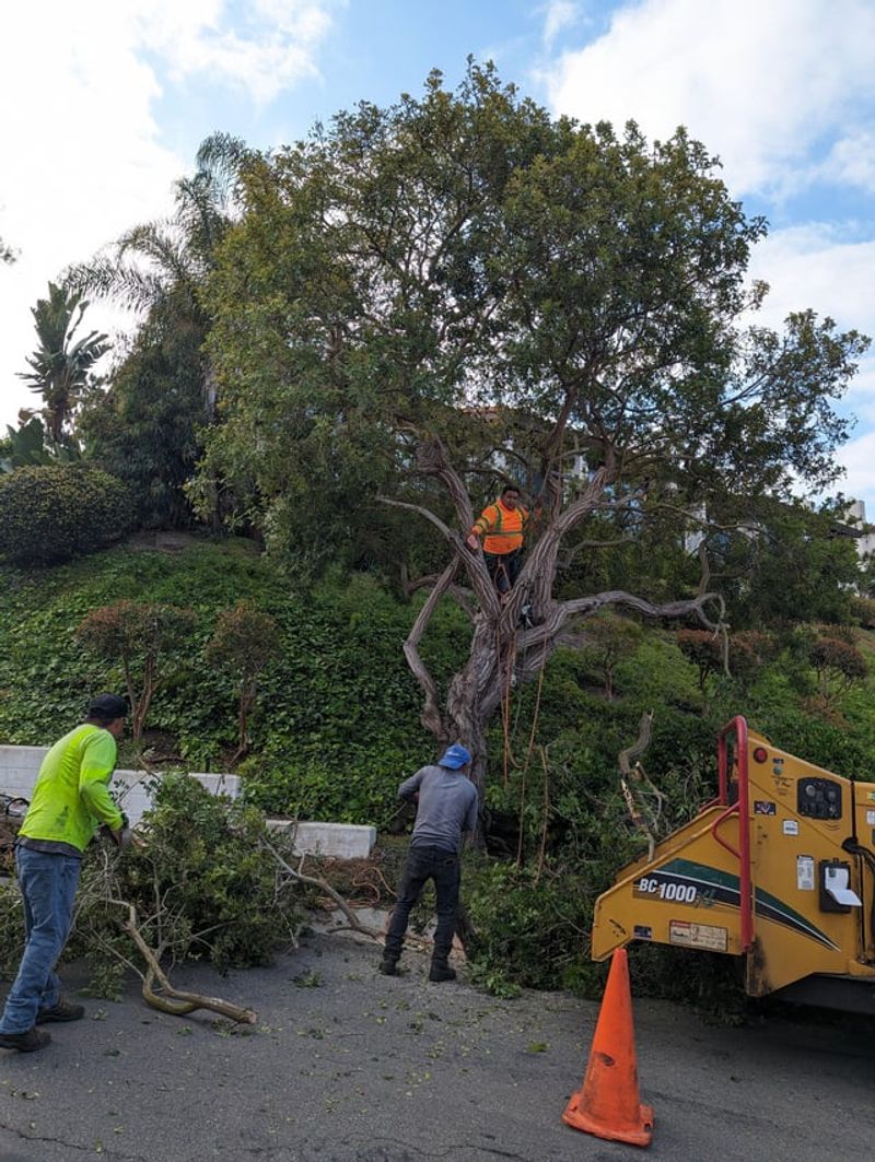 Call The City Before Hiring An Arborist