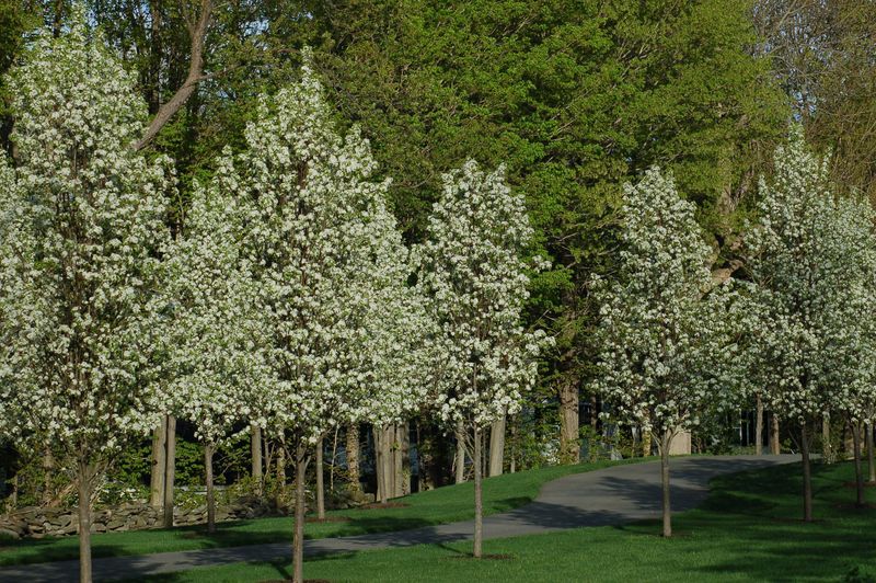 Callery Pear: A Flowering Screen Gone Wild Callery Pear: A Flowering Screen Gone Wild