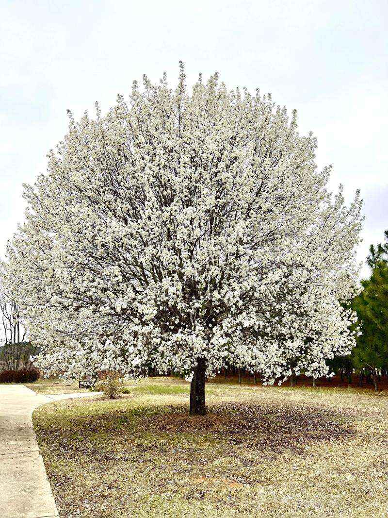 Callery Pear Is No Longer A Safe Nursery Pick Callery Pear Is No Longer A Safe Nursery Pick