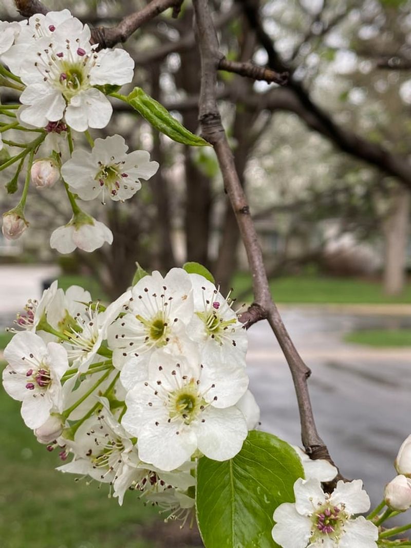 Callery Pear Joins The Plants Living On Borrowed Time