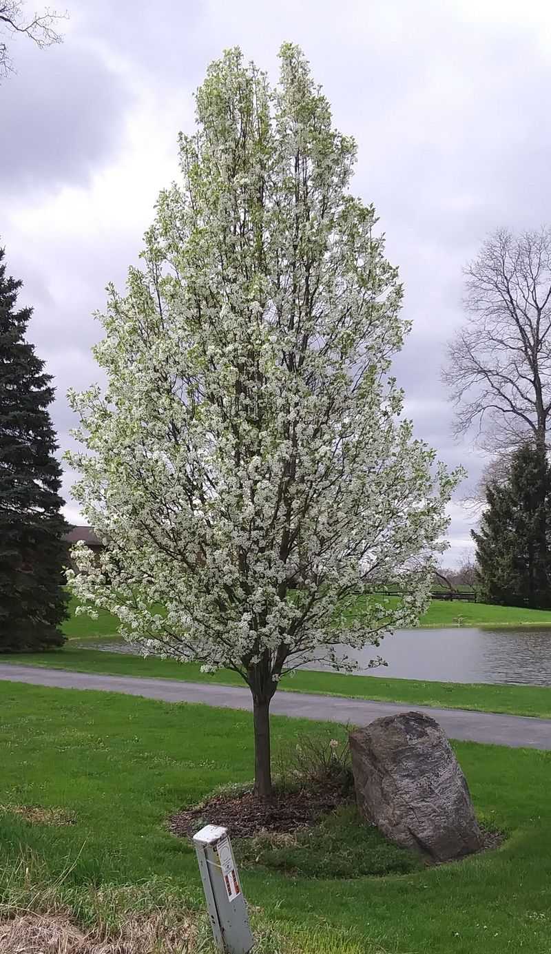 Callery Pear Lost Its Nursery Favorite Status