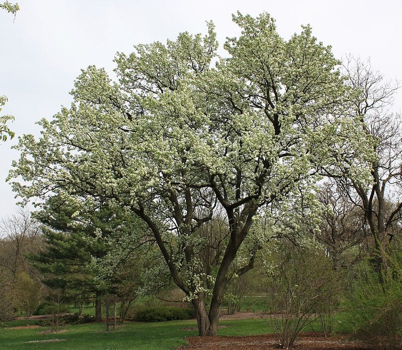 Callery Pear (Pyrus Calleryana) Callery Pear (Pyrus Calleryana)