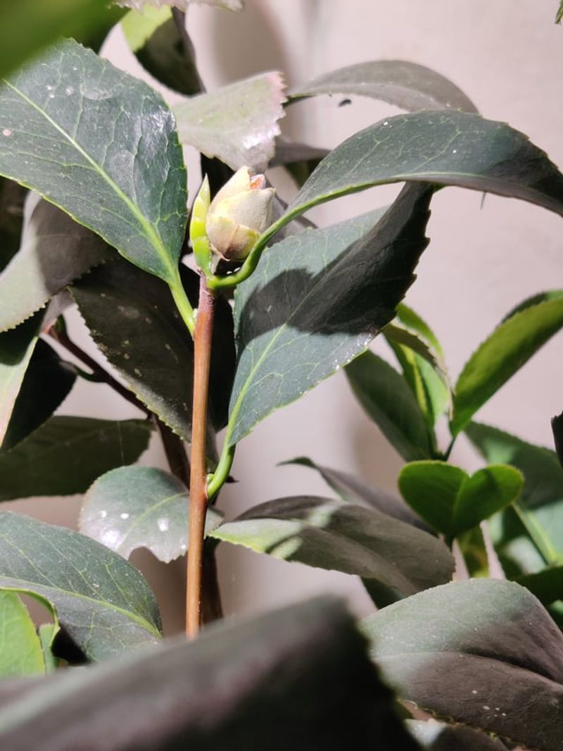 Camellias Benefit From Steady Water While Buds Are Developing