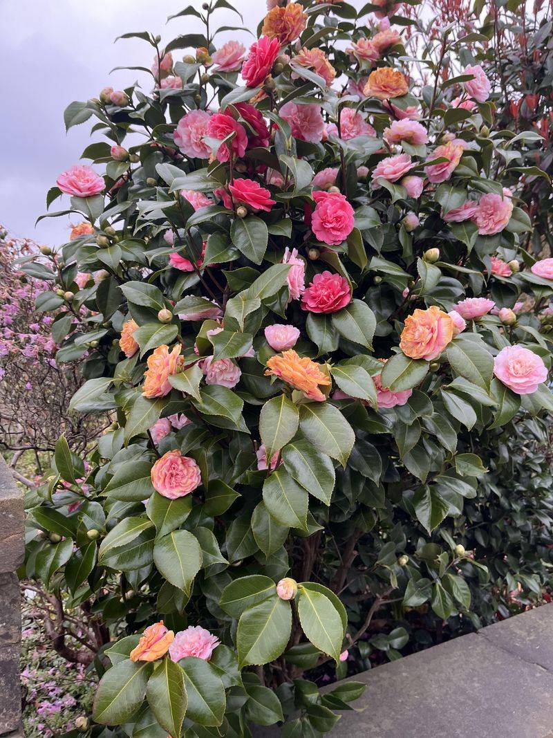 Camellias Can Lose Developing Buds To Poorly Timed Cuts Camellias Can Lose Developing Buds To Poorly Timed Cuts