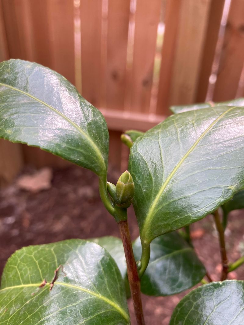 Camellias May Already Be Setting Buds
