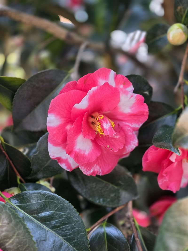 Camellias Need Any Cleanup Finished Before Cooler Weather