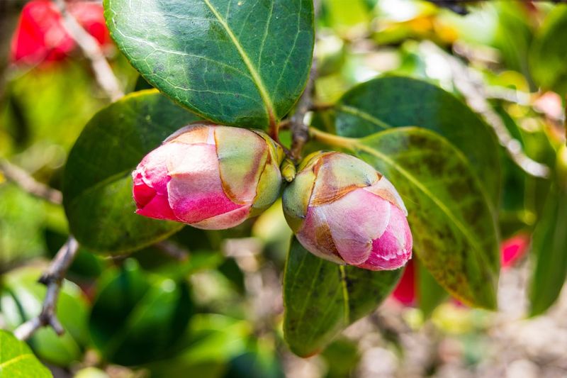 Camellias Start Preparing Their Next Floral Display Camellias Start Preparing Their Next Floral Display