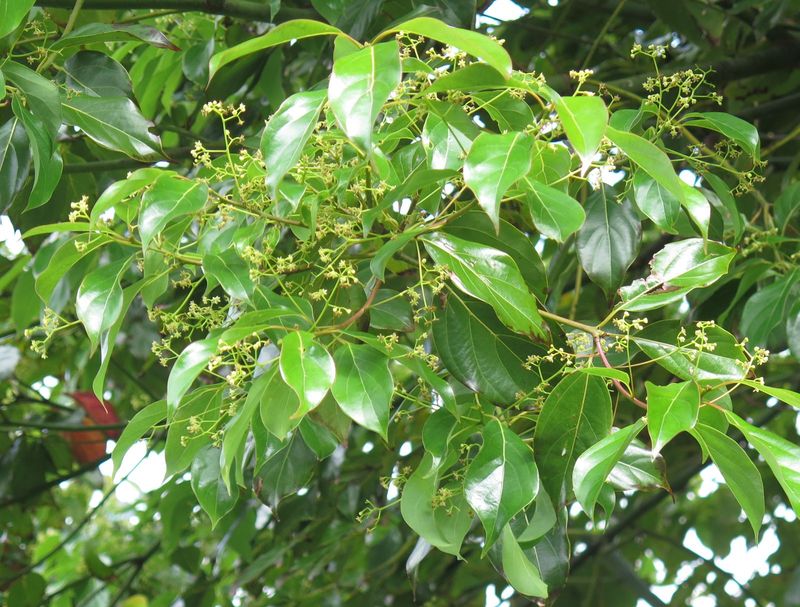 Camphor Tree Moves Closer To The Noxious Weed List