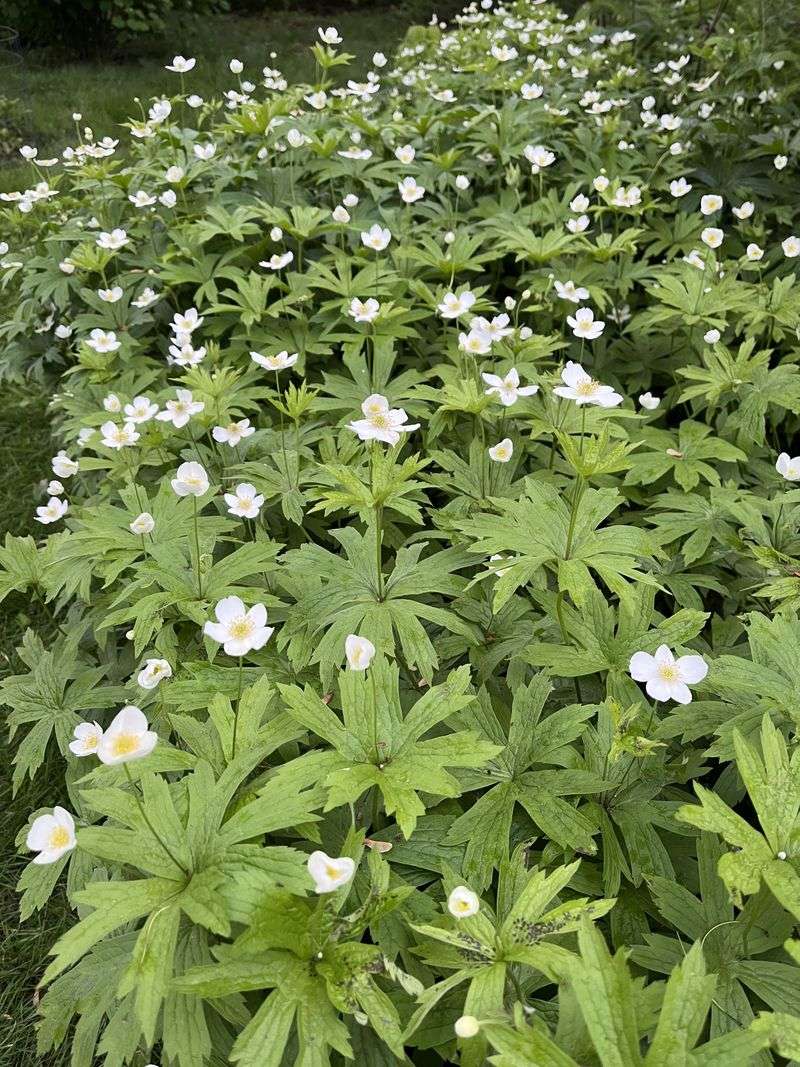 Canada Anemone Claims Room To Roam Canada Anemone Claims Room To Roam
