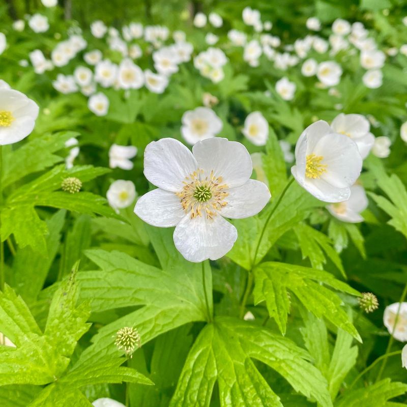 Canada Anemone Spreads Across Moist Ground Canada Anemone Spreads Across Moist Ground