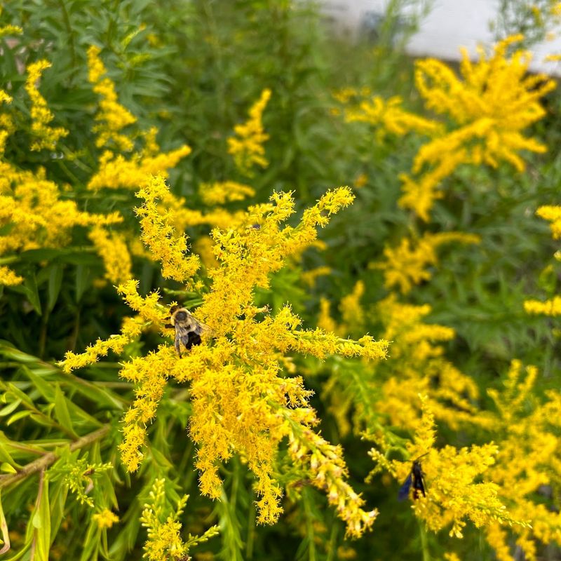 Canada Goldenrod Comes Alive In Early Fall