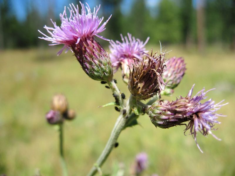 Canada Thistle Keeps Returning From Underground Roots