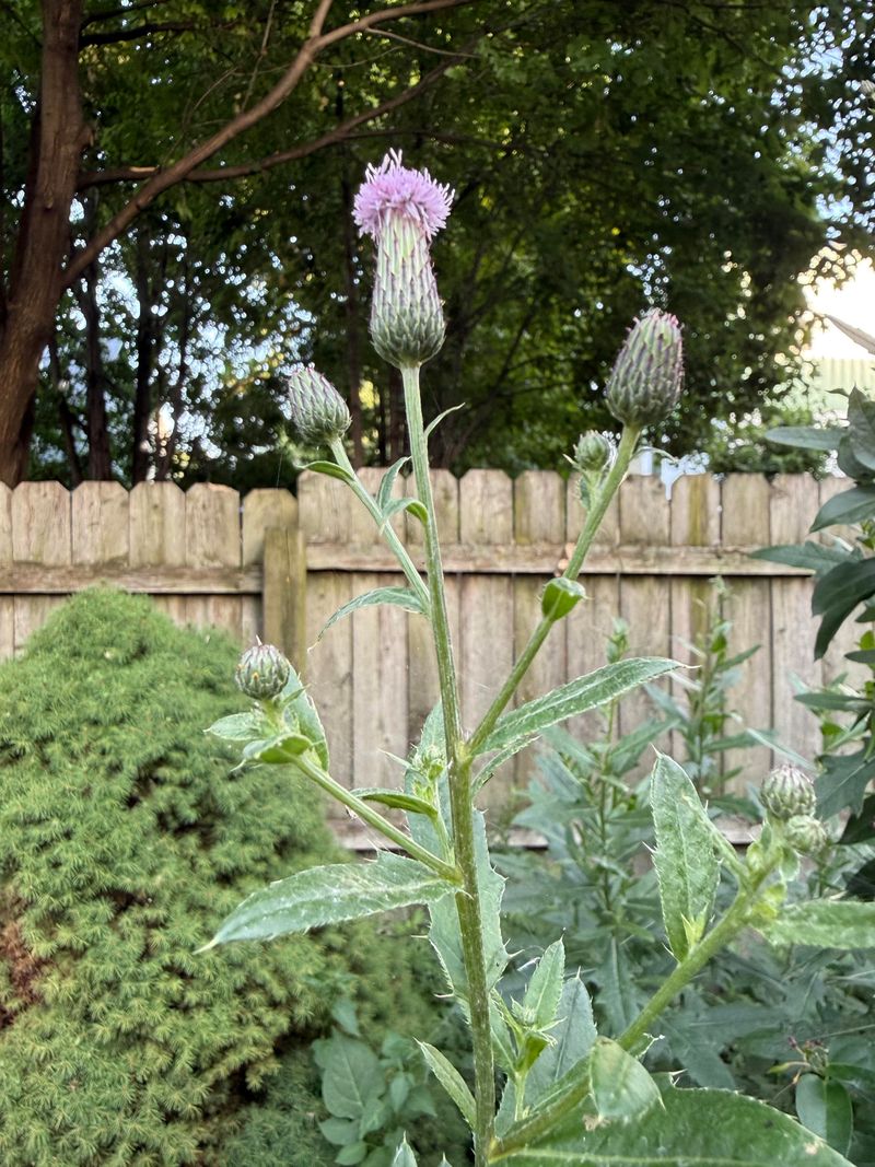 Canada Thistle Sends Seeds Across The Yard