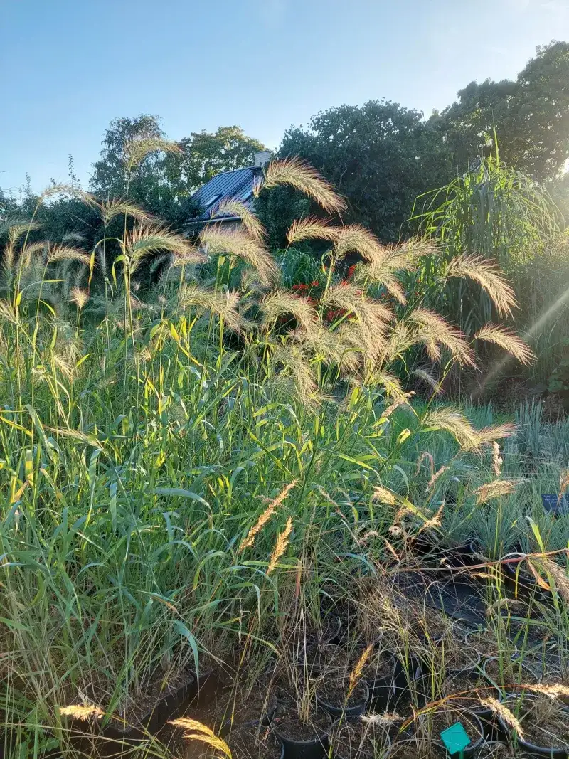 Canada Wild Rye Adds Arching Seed Heads To Part Shade Canada Wild Rye Adds Arching Seed Heads To Part Shade