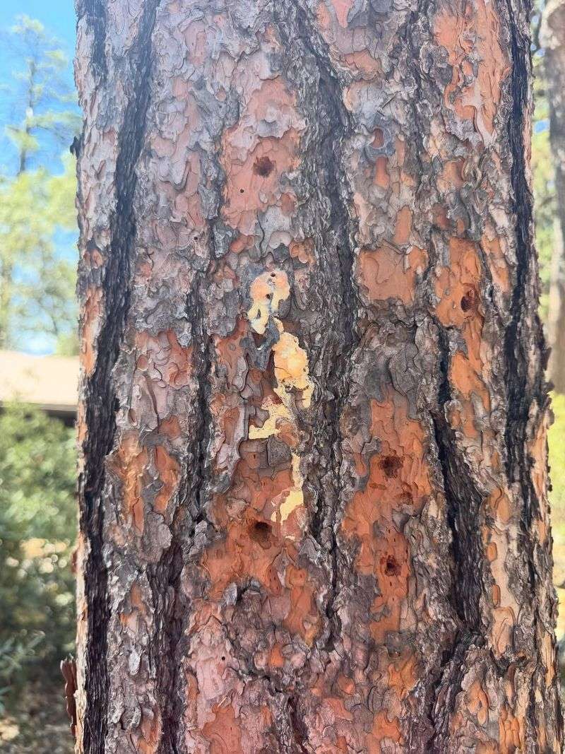 Canopy Thinning Can Advance Quickly