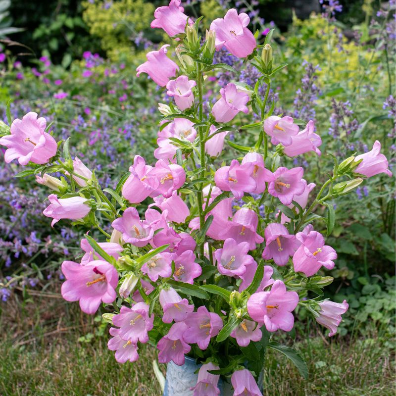 Canterbury Bells Canterbury Bells