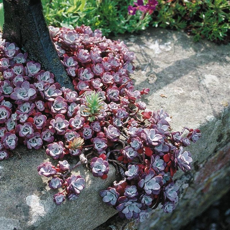 Cape Blanco Sedum Covers Dry Soil With Silver Foliage Cape Blanco Sedum Covers Dry Soil With Silver Foliage