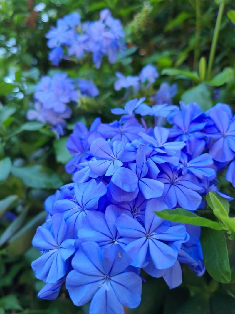 Cape Plumbago Stays Manageable With Light Pruning Cape Plumbago Stays Manageable With Light Pruning