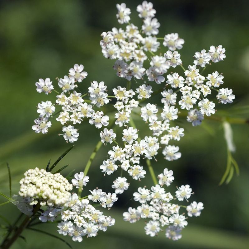 Caraway Fits Naturally Into The Fall Herb Garden