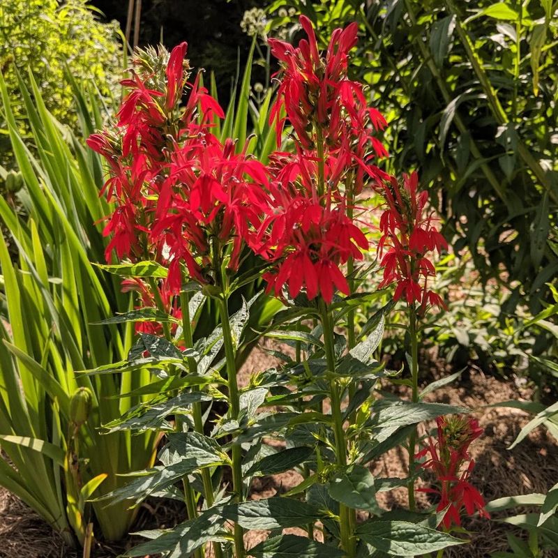 Cardinal Flower
