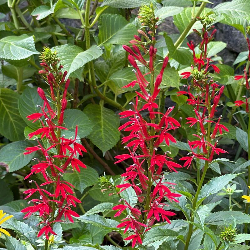 Cardinal Flower