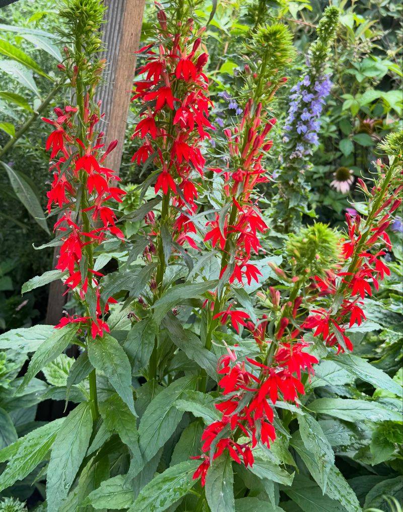 Cardinal Flower Cardinal Flower