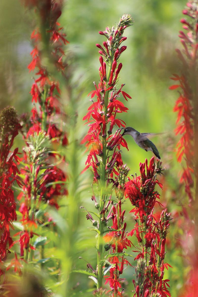 Cardinal Flower Blazes Scarlet In The Damp Spots
