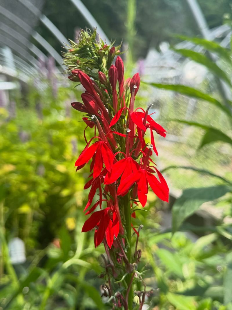 Cardinal Flower Blooms After Heavy Summer Rains Cardinal Flower Blooms After Heavy Summer Rains
