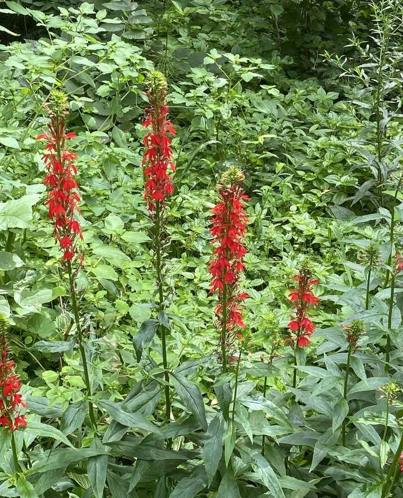 Cardinal Flower Brightens Rain Garden Borders