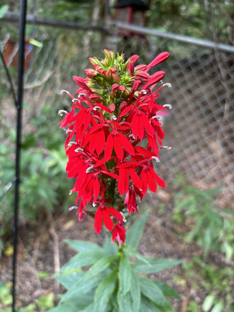 Cardinal Flower Brightens Shady Runoff