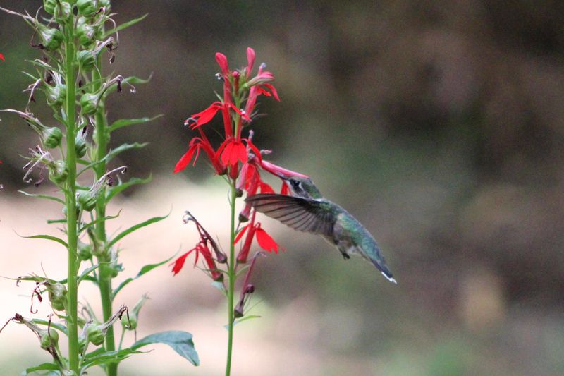 Cardinal Flower Is The Native Hummingbirds Keep Coming Back To