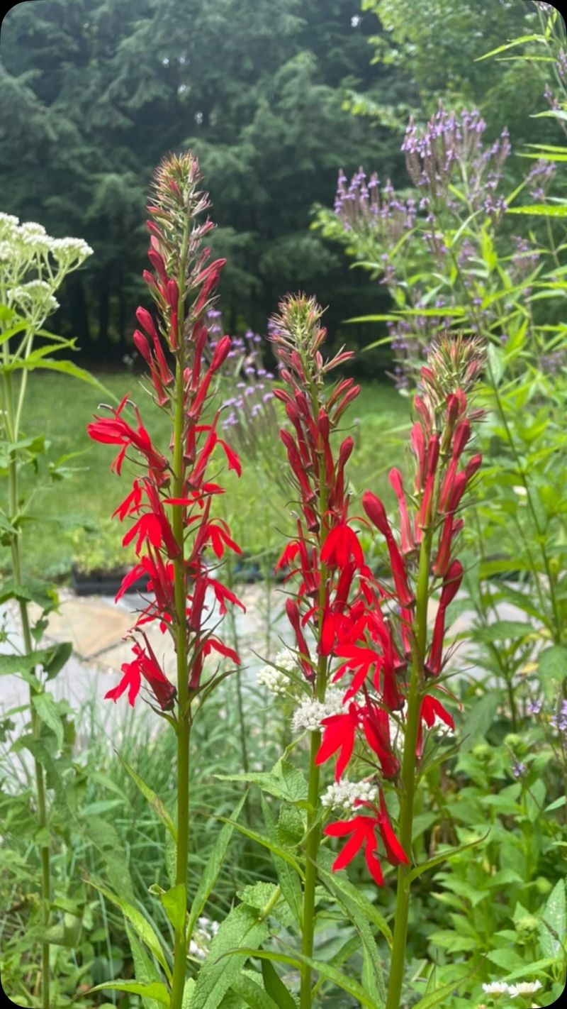 Cardinal Flower Loves August
