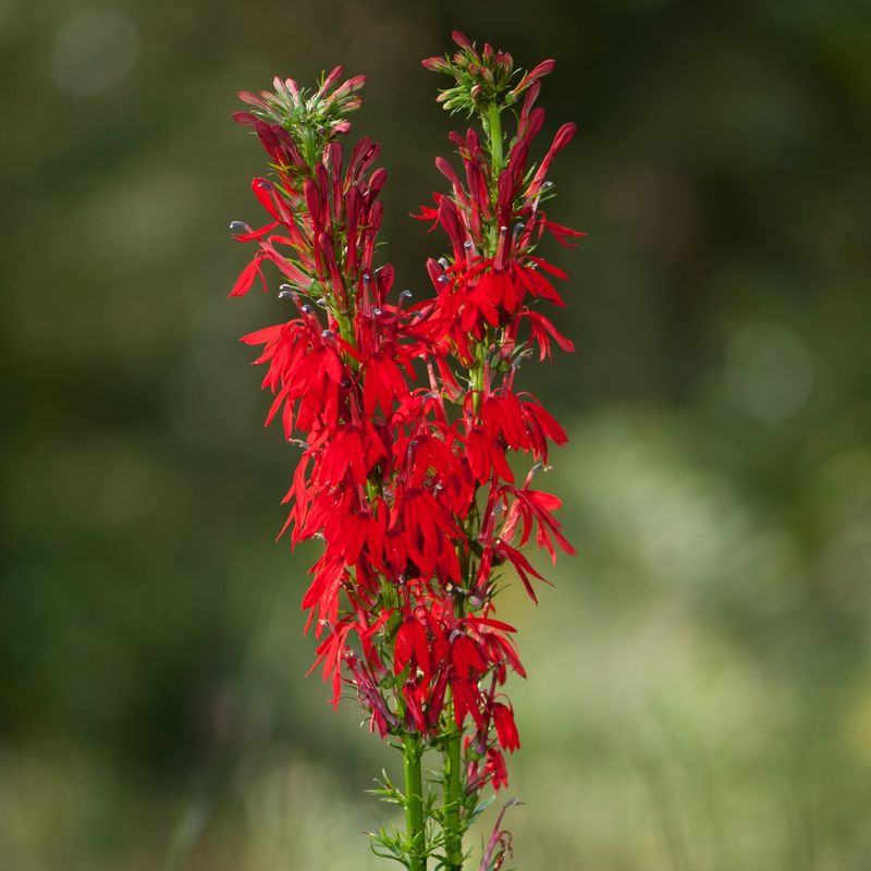 Cardinal Flower Puts On Its Show Just As August Winds Down Cardinal Flower Puts On Its Show Just As August Winds Down