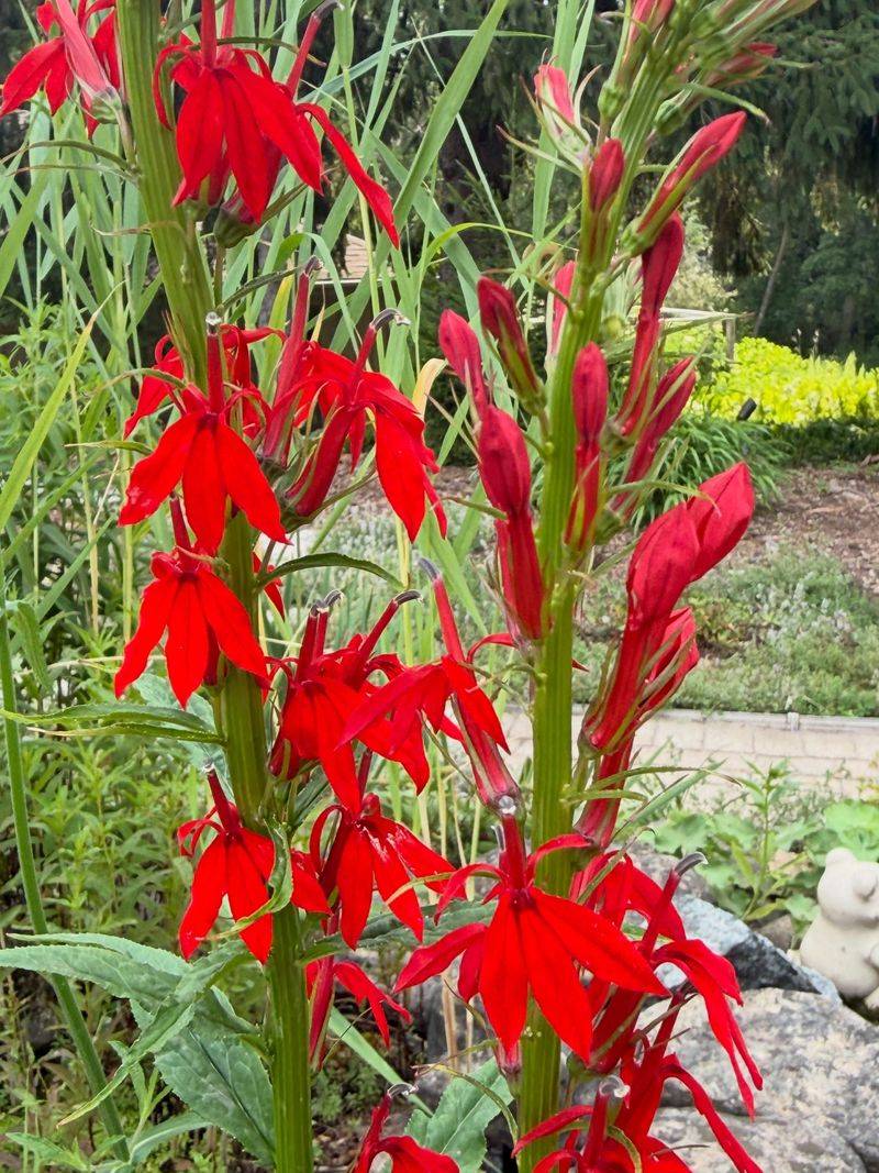Cardinal Flower Cardinal Flower