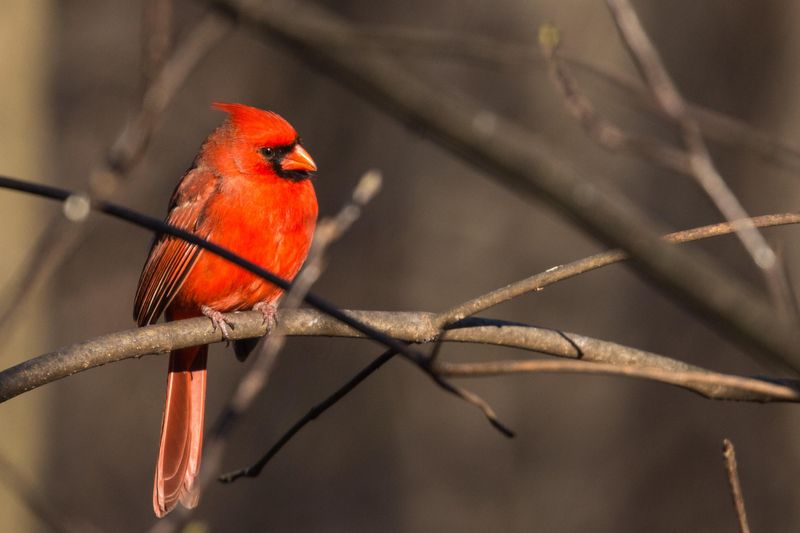 Cardinals Become More Social Outside Nesting Season