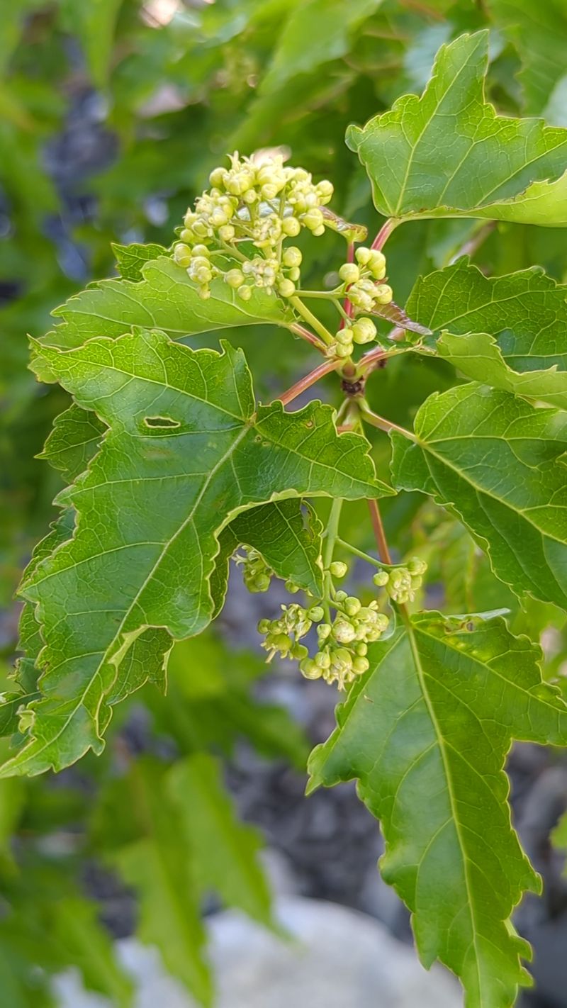 Care Tips For Long Term Tree Health Care Tips For Long Term Tree Health