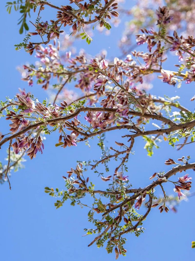 Careful Early Watering Helps Young Trees Get Established