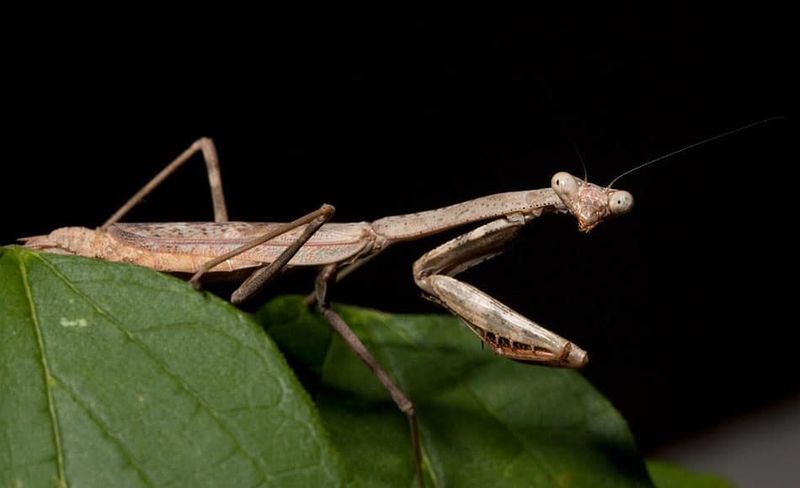 Careful Pesticide Use Can Help Conserve Mantids In The Yard