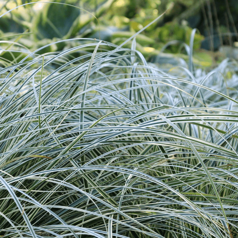 Carex Adding Soft Texture Without Needing Direct Sun Carex Adding Soft Texture Without Needing Direct Sun