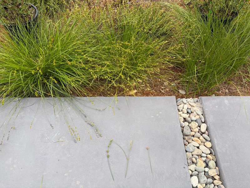 Carex Pansa Gives Driveways A Meadow Look
