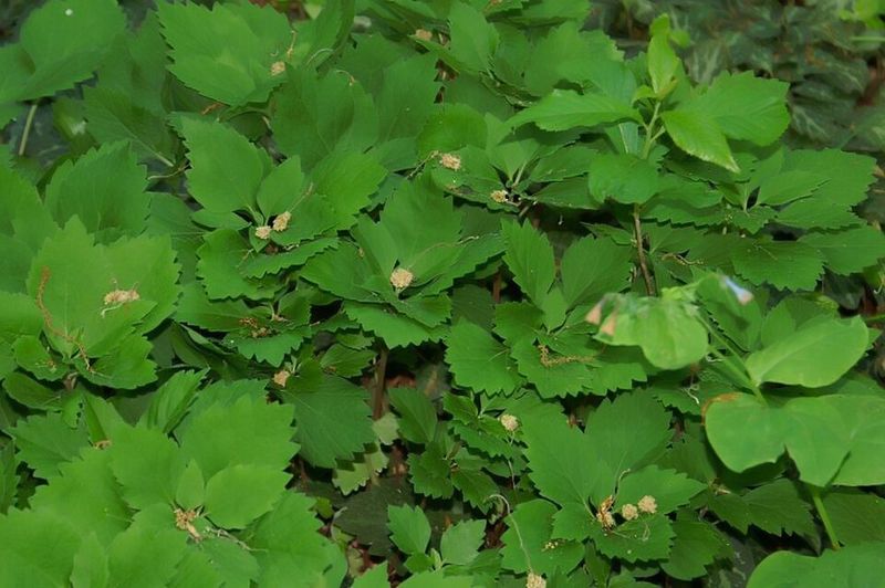 Caring For Allegheny Spurge Through The Seasons Caring For Allegheny Spurge Through The Seasons