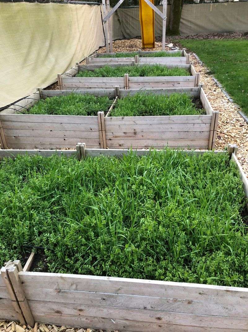 Caring For Beds Once The Harvest Is Finished Caring For Beds Once The Harvest Is Finished