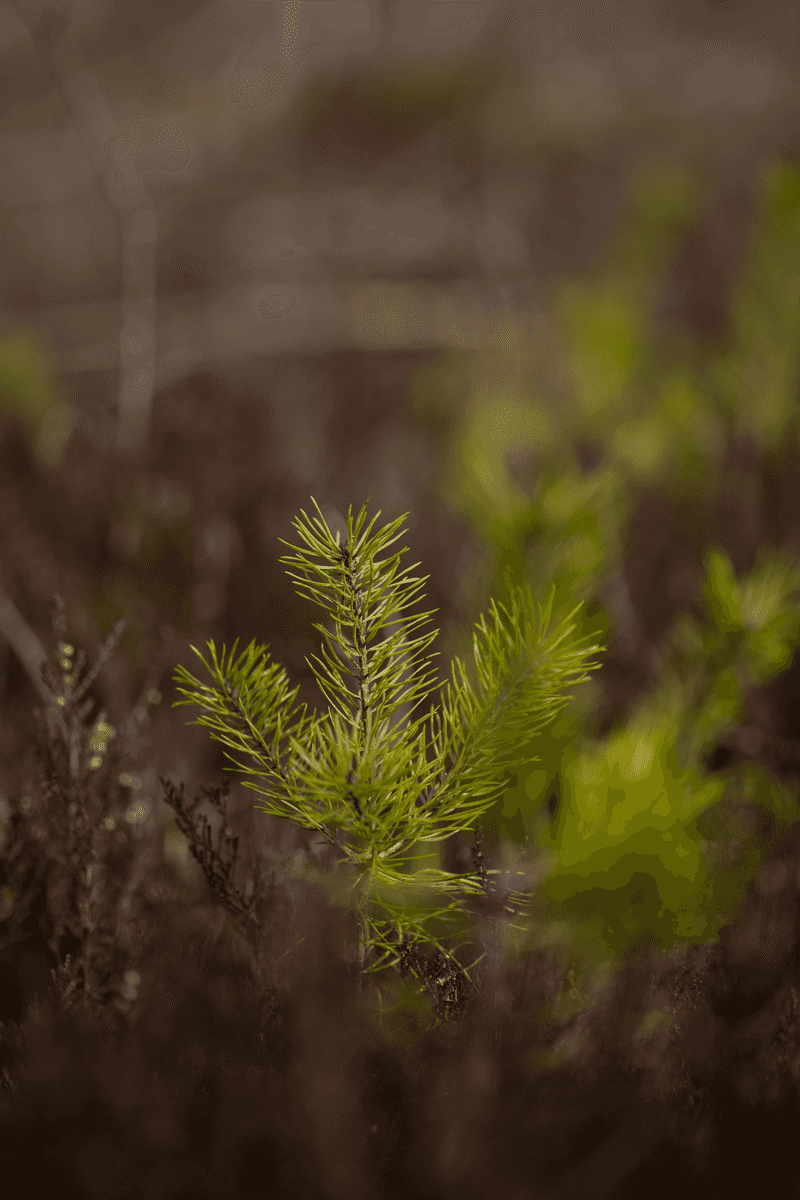 Caring For It Once Established