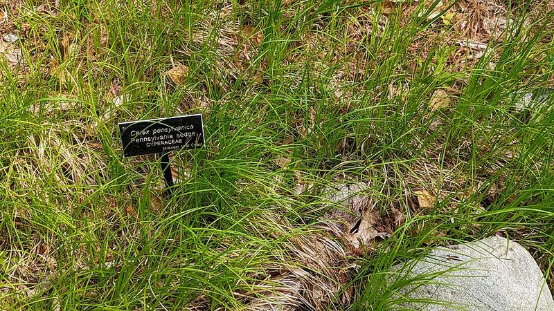 Caring For Pennsylvania Sedge Once Established Caring For Pennsylvania Sedge Once Established