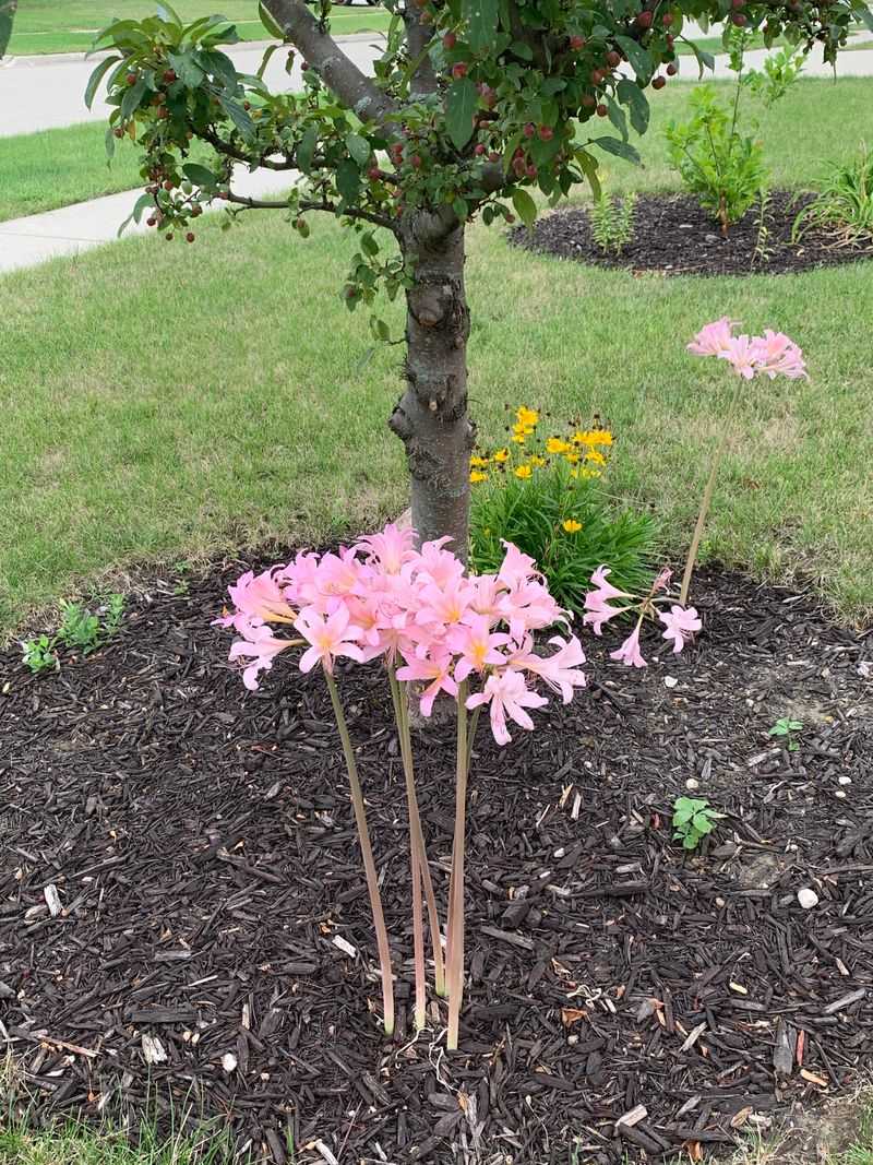 Caring For Surprise Lilies After They Bloom Caring For Surprise Lilies After They Bloom