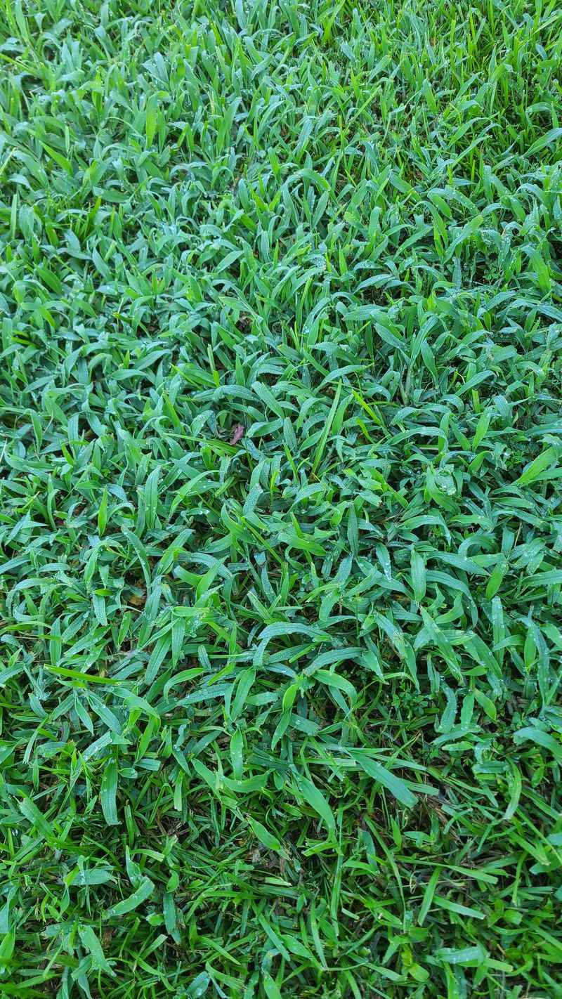 Caring For This Grass Once It's Established