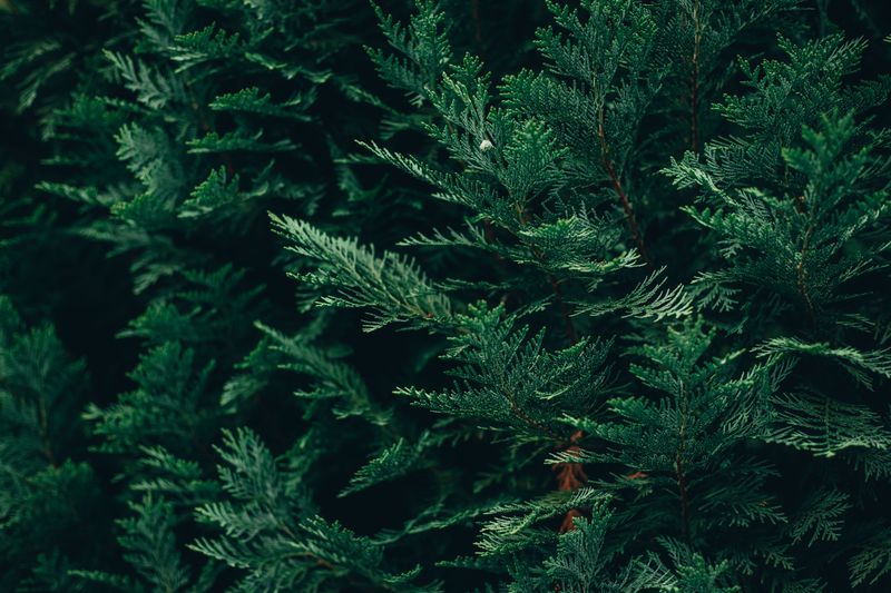 Caring For Your Cedar Screen Through The Seasons