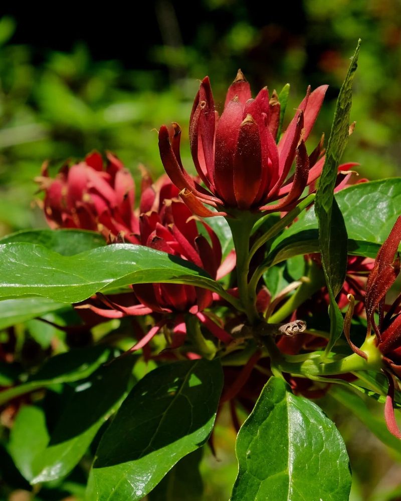 Carolina Allspice