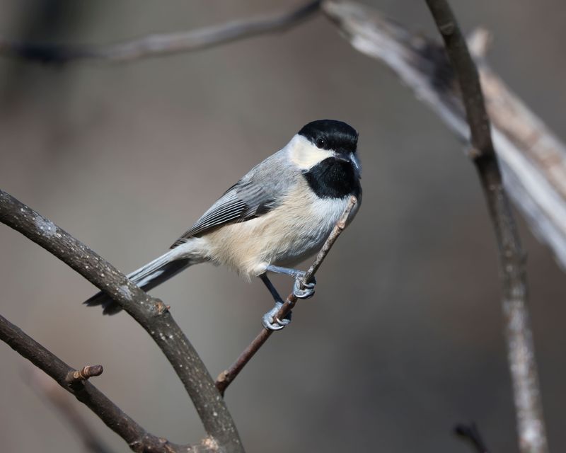 Carolina Chickadees