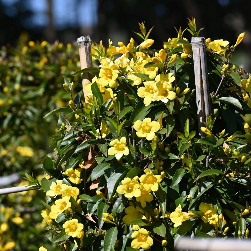 Carolina Jessamine Brings Golden Color Before Spring Arrives Carolina Jessamine Brings Golden Color Before Spring Arrives